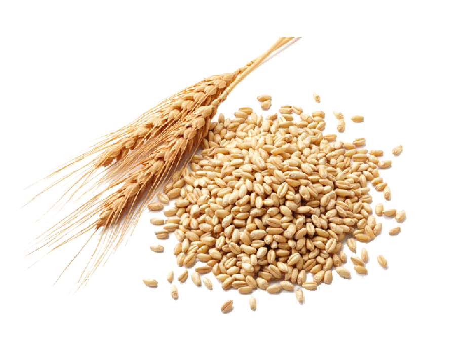 barley