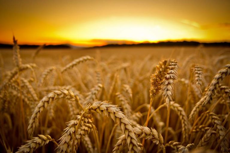 Buğday Olgunlaşma Süreci