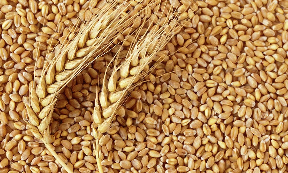 Tohumluk Buğday Çeşitleri